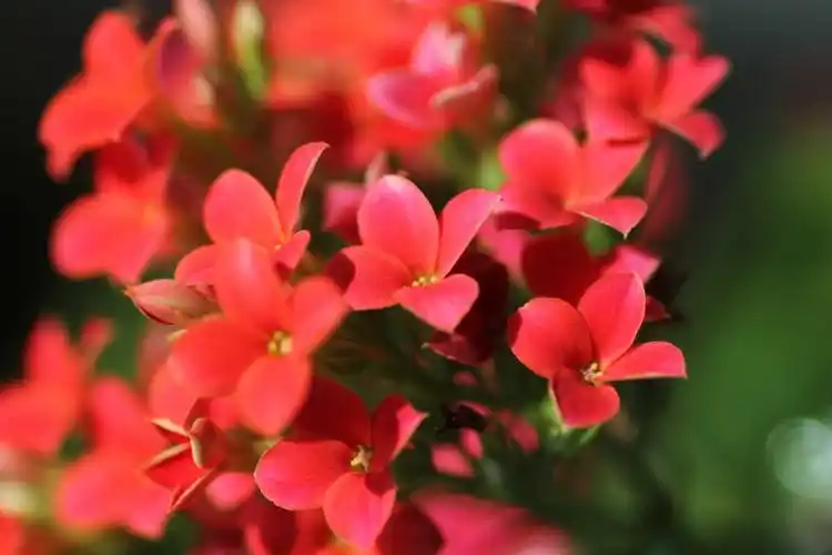 【图】阳光下的福寿花-蜂鸟摄影论坛