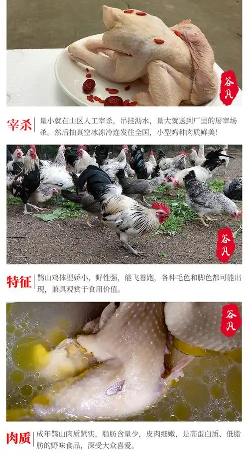 鹊山鸡纯种土鸡农家散养纯粮喂养高品质高蛋白白肉鸡