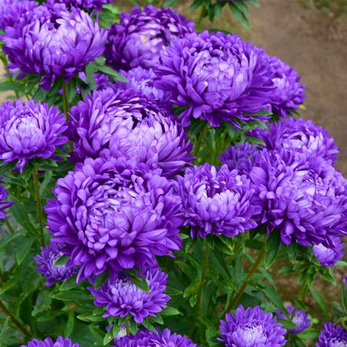 四季种植翠菊种子重瓣矮杆阳台庭院盆栽易活花草花卉菊花种子