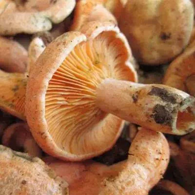 山珍野味,保山人常吃的野生菌有哪些?