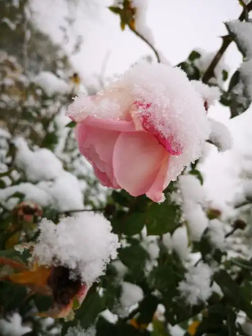 初冬的第一场雪,给还来不及老去的月季花,小菊花增添了姿色.