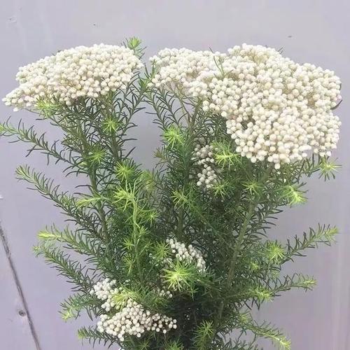 澳洲米花(爆米花)——我从远方来