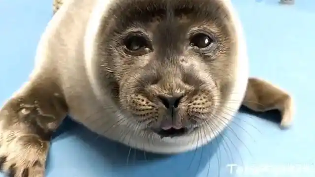 新生小海豹竟长了张"人脸",一看父母照片网友笑翻:果然亲生的