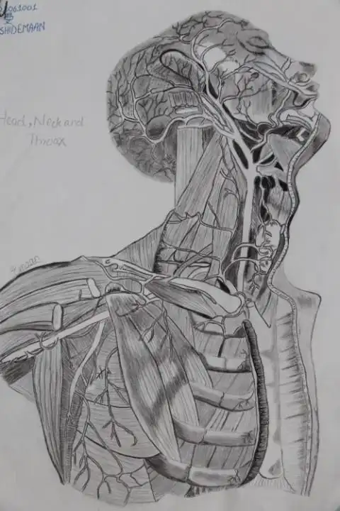 医学与生命科学学院-第三届"人体解剖素描作品比赛"又开始了!