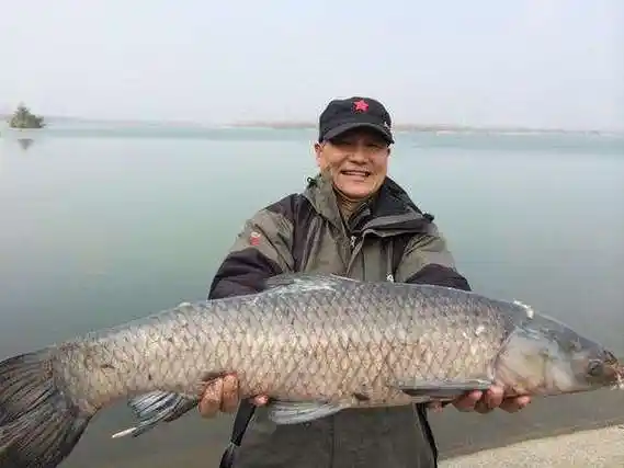 青鱼这种食物大家都非常熟悉,他作为中国四大淡水鱼类之一,不仅仅具有