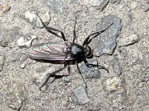 p>牛虻, a href="#" data-lemmaid="1505489">虻 /a>的俗称,状似蝇而