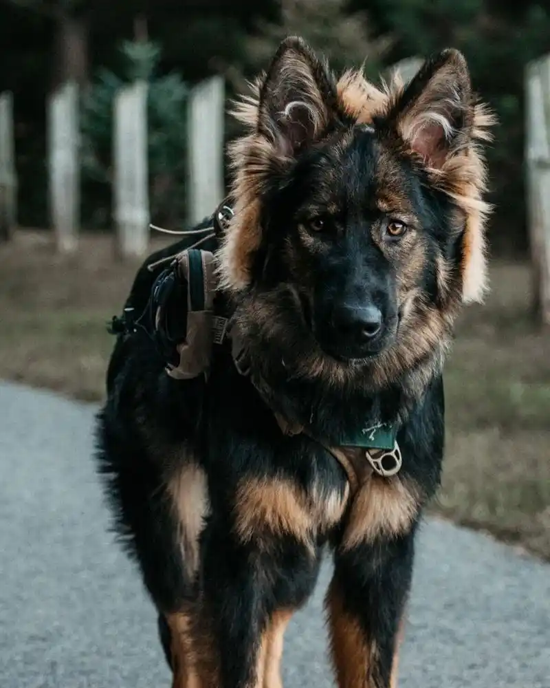 德牧|威猛霸气的大狼狗写真集96 94诶嘿6015