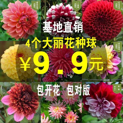 大丽花种球重瓣大花四季盆栽带花室内外庭院地瓜花大丽菊球根种子