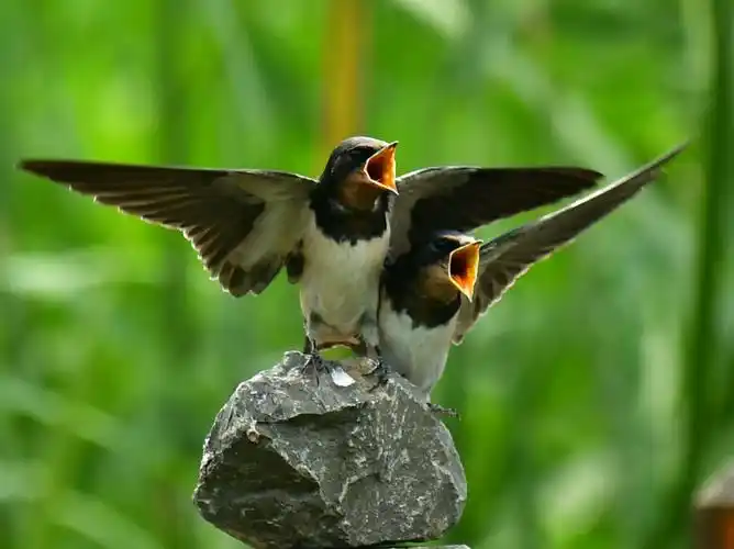 郑州市湿地公园的小燕子真漂亮,真美,实在太可爱了.