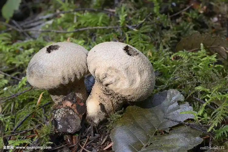 四川松树林里长的菌类方言叫灰包子,请问谁知道学名是什么啊