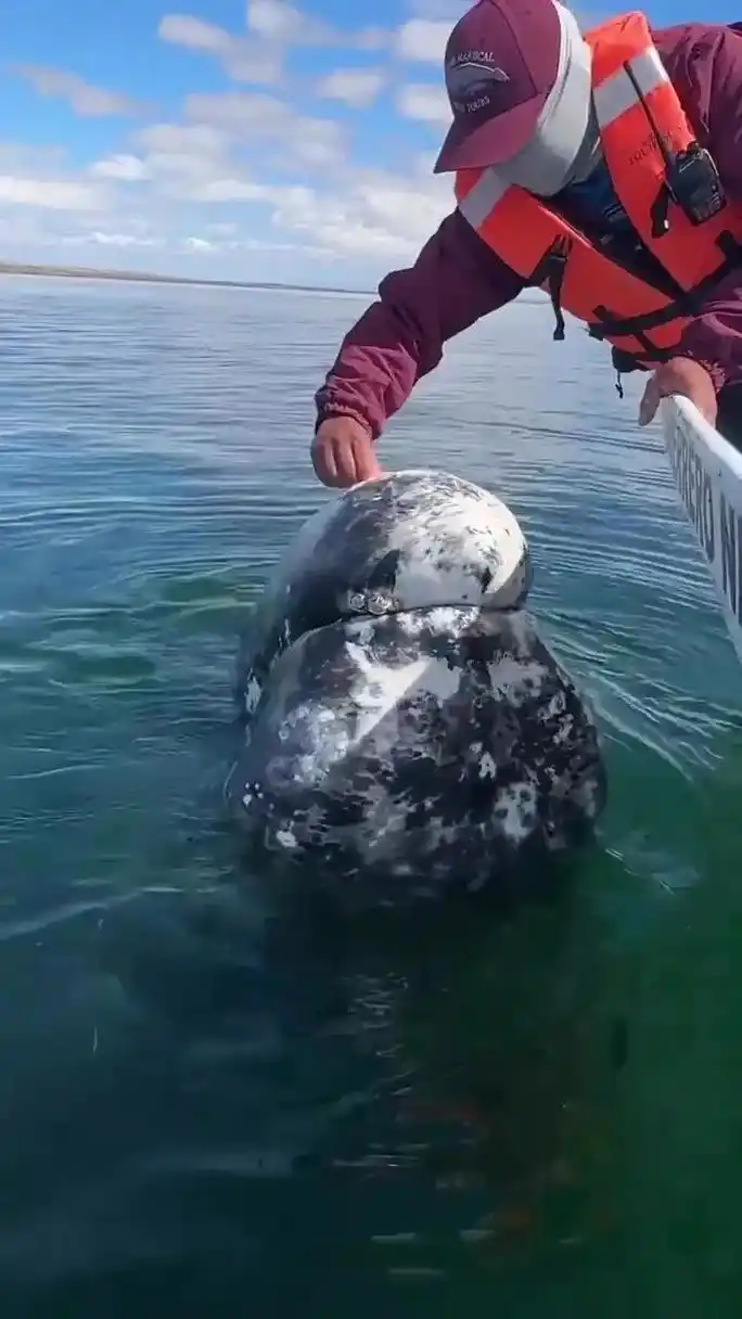 鲸鱼身上经常会寄生藤壶,有强迫症的人看到真想给它一个一个抠下来