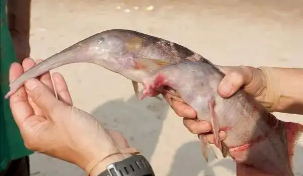 原创象鼻鱼出生刚果河大象鼻自带wifi可与隔壁塘搞网恋