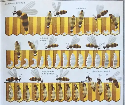 蜜蜂的卵是乳白色的,形状像一个极小的迷你香蕉,之后卵发育为幼虫