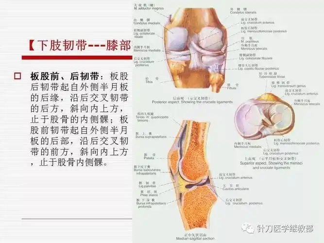 全身主要韧带详解值得收藏
