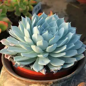 【绿手指出品】薄叶蓝鸟 多肉植物 一物一拍 群生老桩 36元包邮