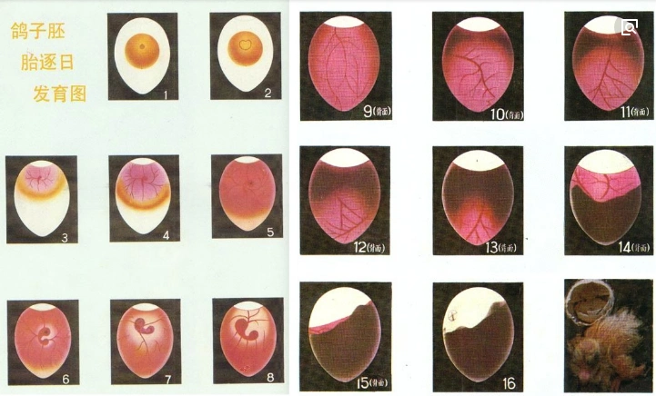 鸽子蛋好坏图.