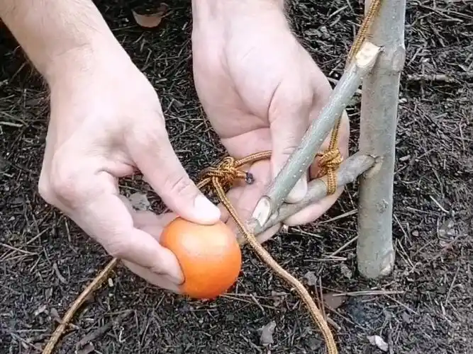 一分钟学会野外生存技能:简易捕猎陷阱