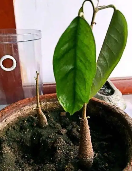 榴莲种植方法盆栽,芒果种子盆栽种植方法-图片大观-奇异网