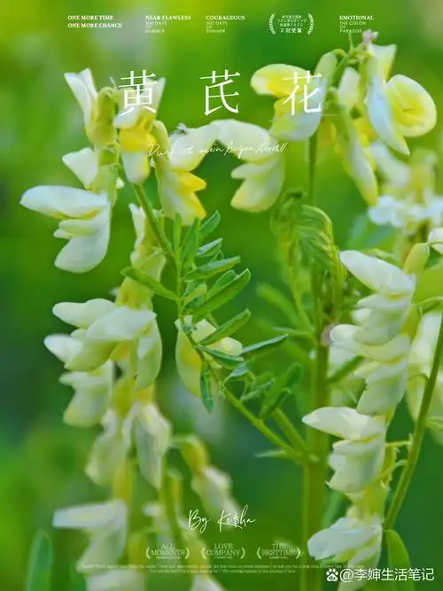 奇花异草:黄芪花 性格解析:是生活中的勇者,敢于挑战,敢于实践,事业中