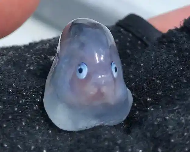 推主在金枪鱼吃的食物里发现了这个鱼苗,丑萌丑萌的有点可爱|鱼苗|金