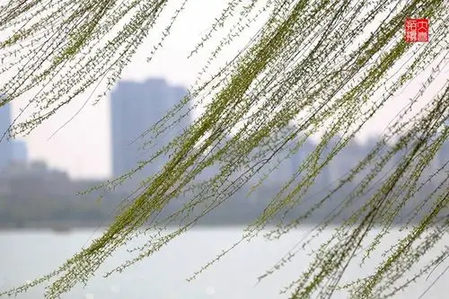 只见绿柳成行波光粼粼,春风吹拂下柳树嫩绿色的枝条随风飘扬,真正领略