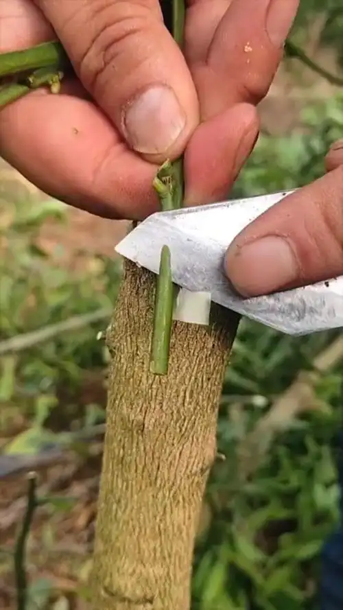 神奇的嫁接,想要嫁接的树木,可以分分钟完成