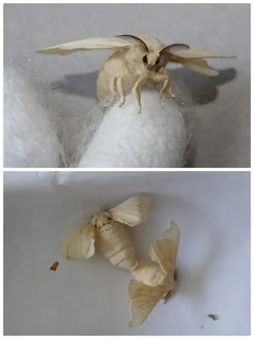 蚕宝宝的观察日记