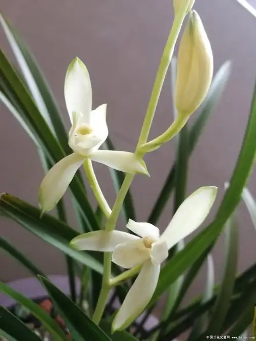 国色天香-建兰篇-兰花交易网论坛