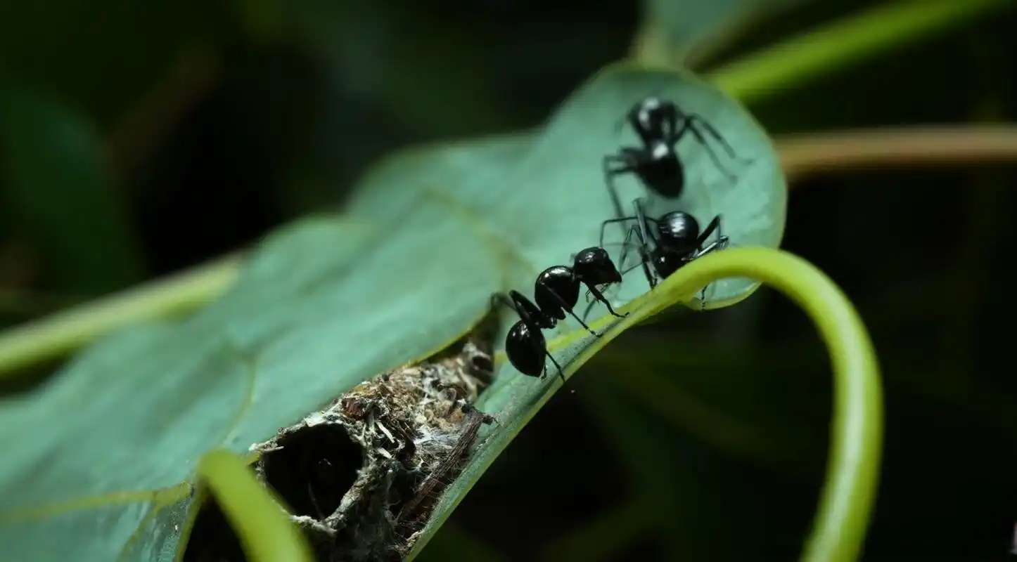 微博公开课#【预告:僵尸蚂蚁】到底是谁操控了蚂蚁,强迫它们爬到父哌