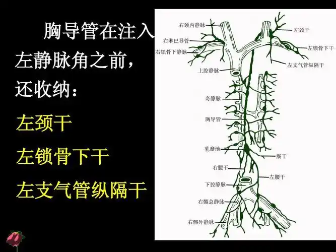 所有分类 高等教育 医学 淋巴系统ppt 人体解剖学--淋巴系统 胸导管在