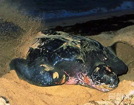 广东汕头达濠渔民捕获巨型大水怪 十位壮汉才挪动它