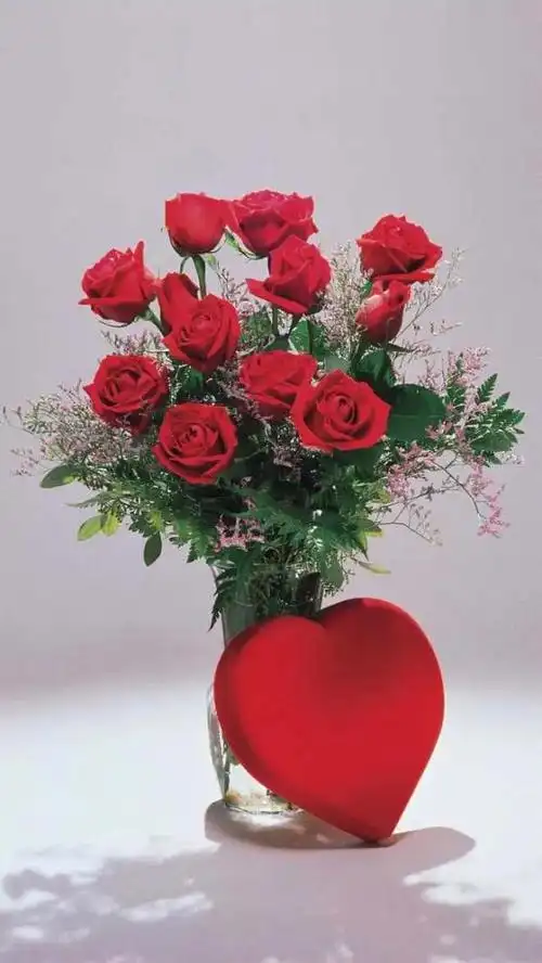 玫瑰花图片大全(唯美玫瑰花手机壁纸)