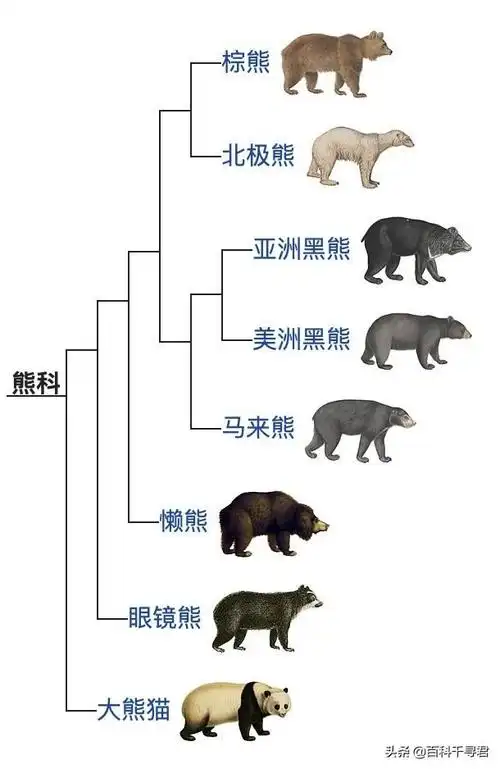 北美洲体型最小的熊类现存数量比其它熊科动物总数还多