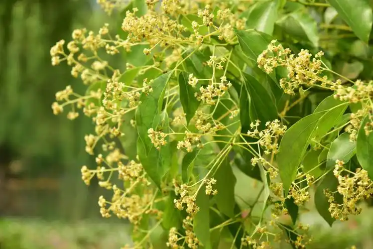 樟树花,花似米兰,花味很香.