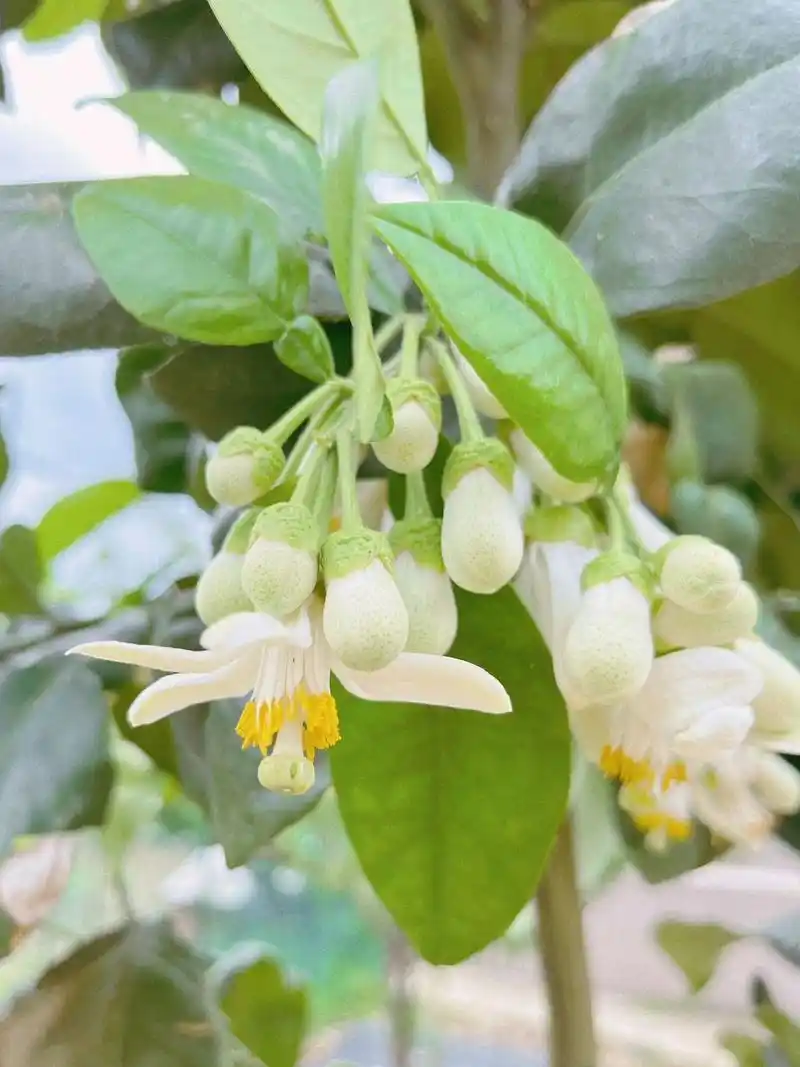 柚子花开,属于春天的清新味道 老家的柚子树开花了,由于目前还只是一