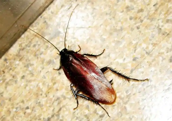 大蠊家族和大怏辜易