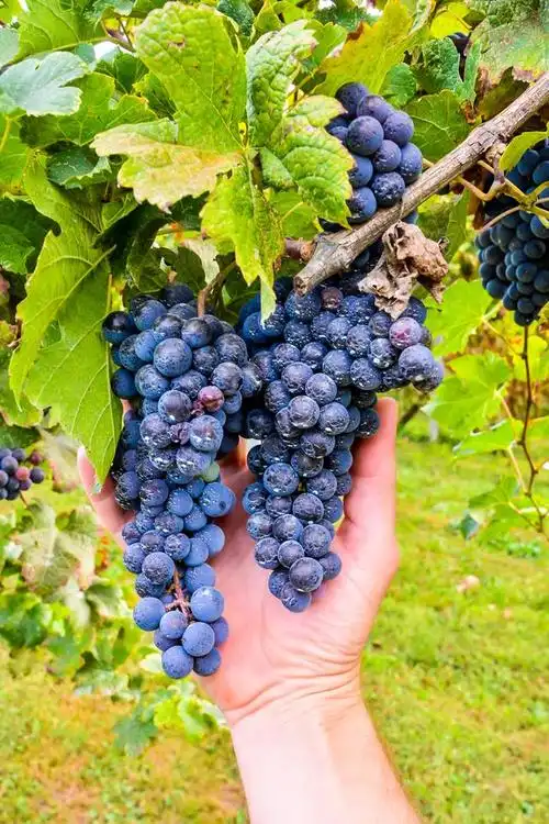 巨峰葡萄几月份成熟