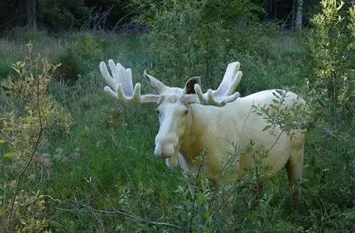 好似梦幻!瑞典巧遇「森林之王」 纯白驼鹿美到屏息