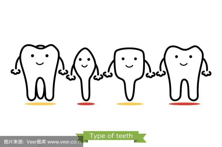 齿型-门齿,犬齿,前臼齿,臼齿-卡通向量轮廓型