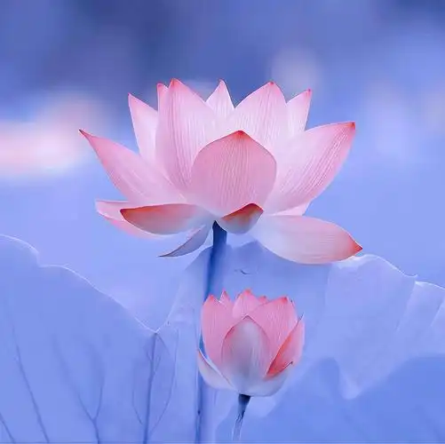 没有人会拒绝一张荷花头像吧