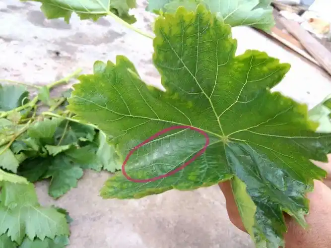 葡萄叶子上有亮斑,过后叶子边缘变黄.