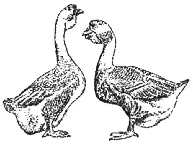 狮头鹅 左:公鹅;右:母鹅此外,我国还有太湖鹅等优良品种.