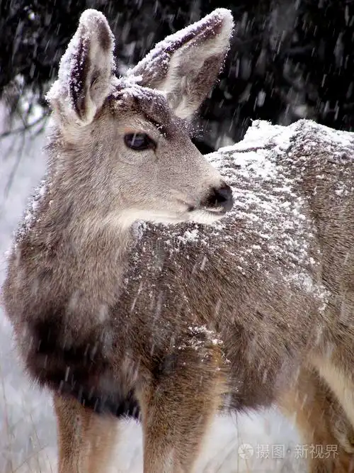 警惕的母鹿