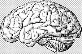 手绘大脑素描图免抠png透明图层素材