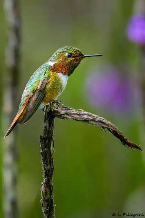 scintillant hummingbird photo by laurence pellegrini