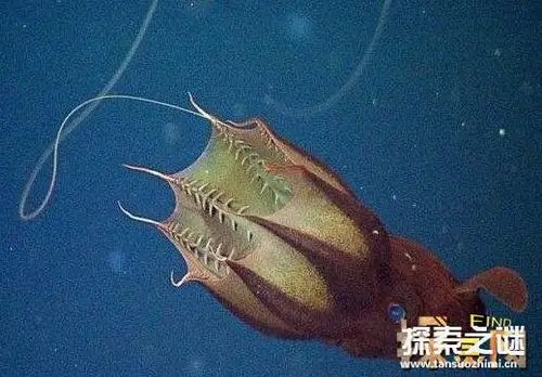 海底一万米有多恐怖,深海100000米的怪物你知道吗