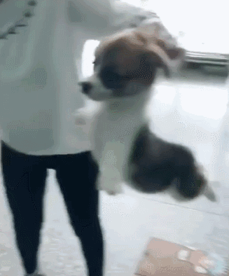 小奶狗被拎起来后,样子让人捧腹