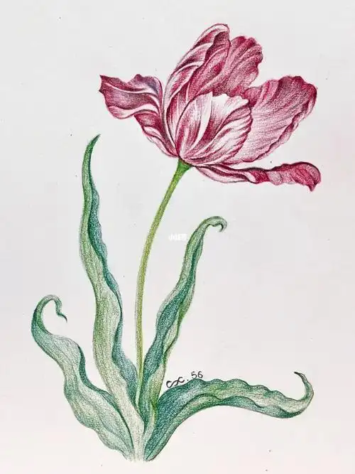 彩铅画郁金香附详细步骤图色号