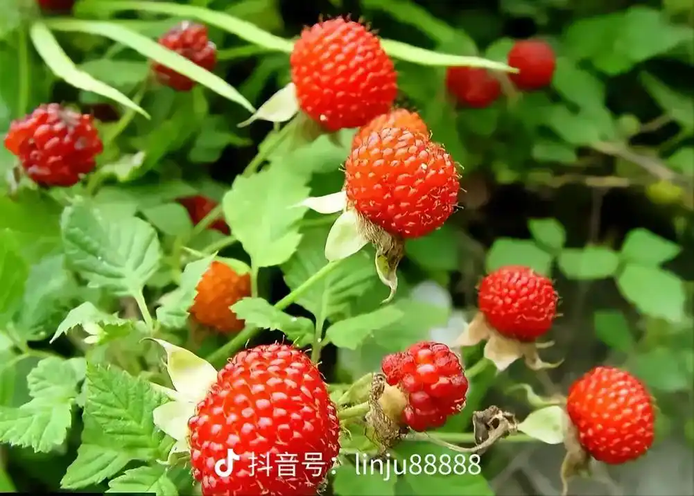 现在很少人不知道这个野果能不能吃啊!