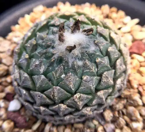 斧突属 银牡丹 pelecyphora strobiliformis 实生产地株 5厘米